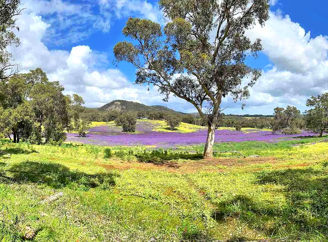 Decorative Image Only