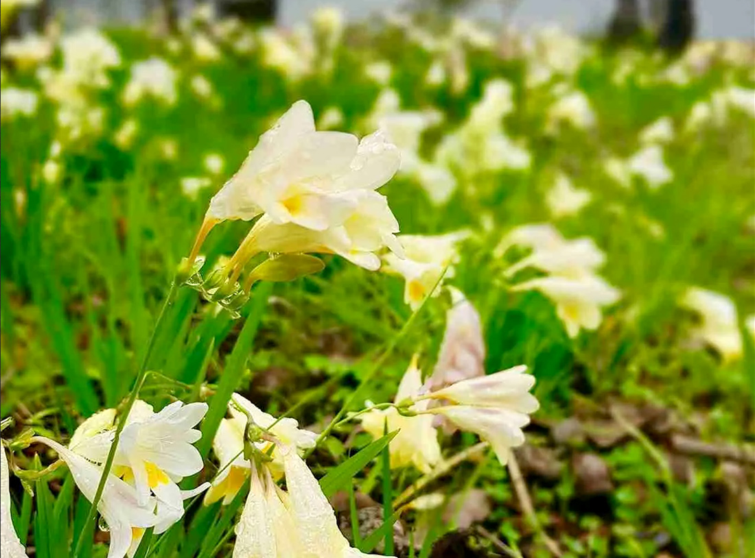 Decorative Image Only